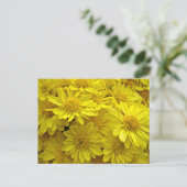 Carte Postale Chrysanthèmes jaune soleil (Debout devant)