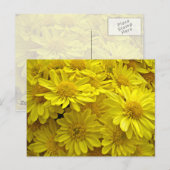 Carte Postale Chrysanthèmes jaune soleil (Devant / Derrière)
