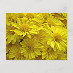 Carte Postale Chrysanthèmes jaune soleil