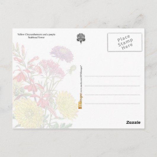 Carte Postale Chrysanthèmes jaunes et fleurs pourpres de Scabios (Dos)
