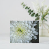 Carte postale Chrysanthemum (Debout devant)