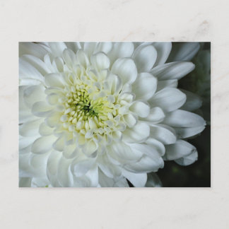 Carte postale Chrysanthemum