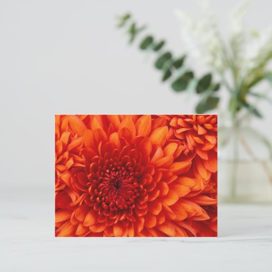 Carte postale Chrysanthemum (Debout devant)