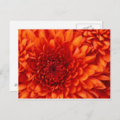 Carte postale Chrysanthemum (Devant / Derrière)