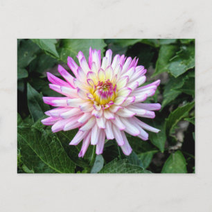 Carte Postale Chrysanthemum, Bute Park, Cardiff, Pays de Galles