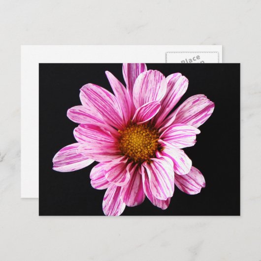 Carte Postale Chrysanthemum Fleur pcna (Devant / Derrière)
