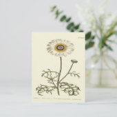Carte Postale Chrysanthemum Tricolor Illustration jaune (Debout devant)