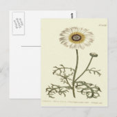 Carte Postale Chrysanthemum Tricolor Illustration jaune (Devant / Derrière)