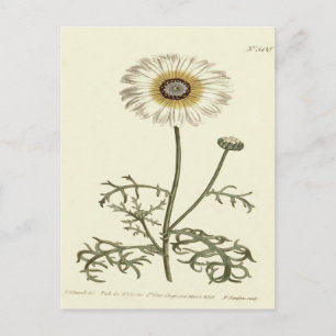 Carte Postale Chrysanthemum Tricolor Illustration jaune