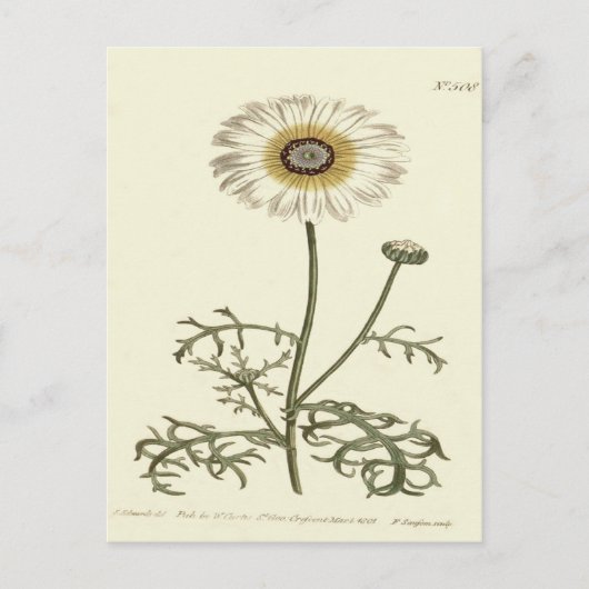 Carte Postale Chrysanthemum Tricolor Illustration jaune (Devant)