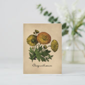 Carte Postale Chrysanthemum Vintage Botanical (Debout devant)