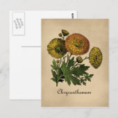 Carte Postale Chrysanthemum Vintage Botanical (Devant / Derrière)
