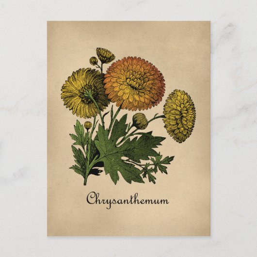 Carte Postale Chrysanthemum Vintage Botanical (Devant)