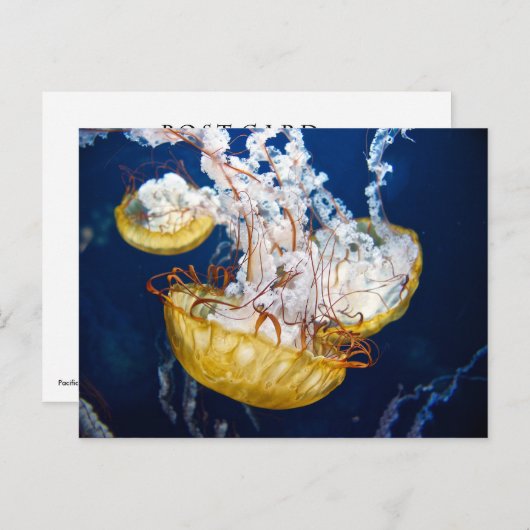 Carte Postale Chrysaora fuscescens (Chrysaora fuscescens) (Devant / Derrière)