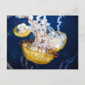 Carte Postale Chrysaora fuscescens (Chrysaora fuscescens) (Devant)