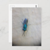 Carte Postale Chrysididae - guêpe à coucou (Devant / Derrière)