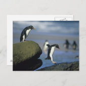 Carte Postale Chrysocome de pingouins, d'Eudyptes de (Devant / Derrière)