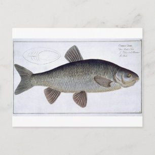 Carte Postale Chub (Cyprinus Jeses) plaque VI de 'Ichthyologie,
