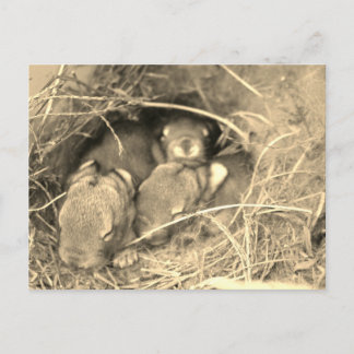 Carte Postale Chubby Bunny Challenge -