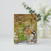 Carte Postale Chubby mignon chipmunk sur la souche de bois (Debout devant)