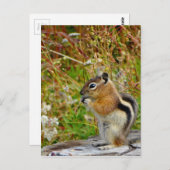 Carte Postale Chubby mignon chipmunk sur la souche de bois (Devant / Derrière)