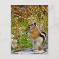 Chubby mignon chipmunk sur la souche de bois