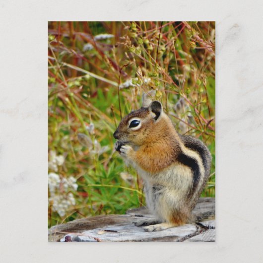 Carte Postale Chubby mignon chipmunk sur la souche de bois (Devant)