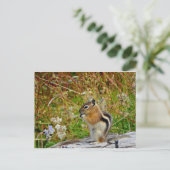 Carte Postale Chubby mignon chipmunk sur la souche de bois (Debout devant)