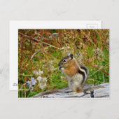 Carte Postale Chubby mignon chipmunk sur la souche de bois (Devant / Derrière)