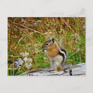 Carte Postale Chubby mignon chipmunk sur la souche de bois