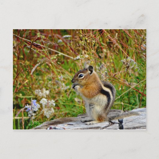 Carte Postale Chubby mignon chipmunk sur la souche de bois (Devant)