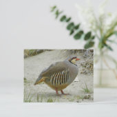 Carte Postale Chukar Partridge (Debout devant)