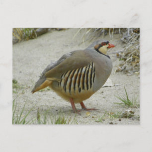 Carte Postale Chukar Partridge