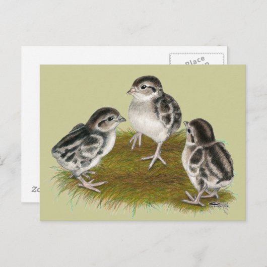 Carte Postale Chukar Partridge Chicks (Devant / Derrière)
