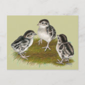 Carte Postale Chukar Partridge Chicks (Devant)