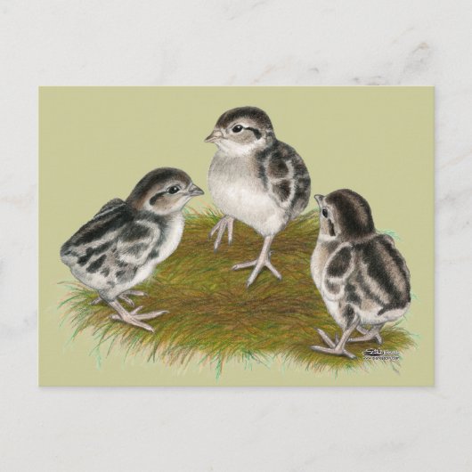Carte Postale Chukar Partridge Chicks (Devant)
