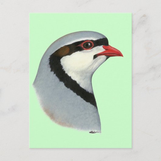 Carte Postale Chukar :  Tête de perdrix (Devant)