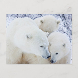 Carte Postale Churchill Wildlife Management Area