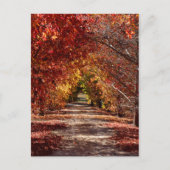 Carte Postale Chute d'or (Devant)