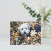 Carte Postale Chute en automne (Debout devant)