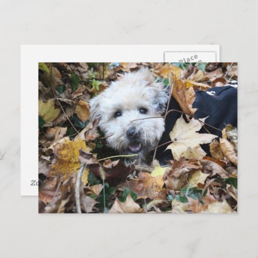 Carte Postale Chute en automne (Devant / Derrière)