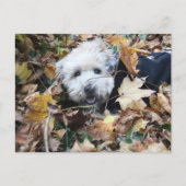 Carte Postale Chute en automne (Devant)