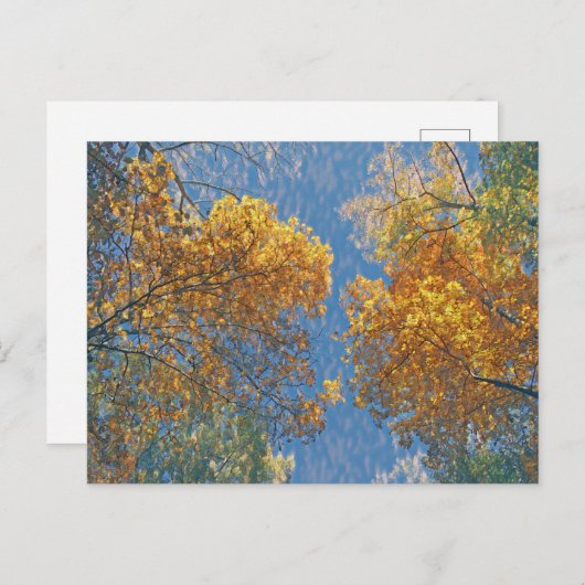 Carte Postale Chute pâle (Devant / Derrière)