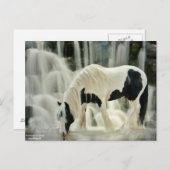 Carte Postale chutes, cheval, rivière, belle vue (Devant / Derrière)