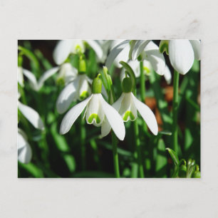 Carte Postale Chutes de neige - Fleurs de bulbe en fleurs hivern