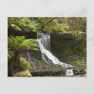 Carte Postale Chutes Horseshoe, parc national Mount Field,