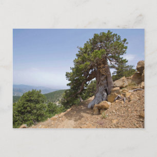Carte Postale Chypre Artemis sentier nature troodos paysage