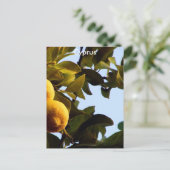 Carte Postale Chypre Lemon Grove (Debout devant)