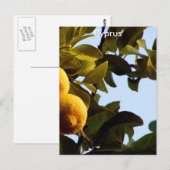 Carte Postale Chypre Lemon Grove (Devant / Derrière)