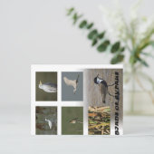 Carte Postale Chypre nature animaux oiseaux (Debout devant)